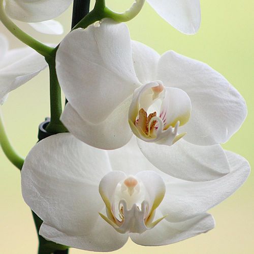 ORQUIDEA